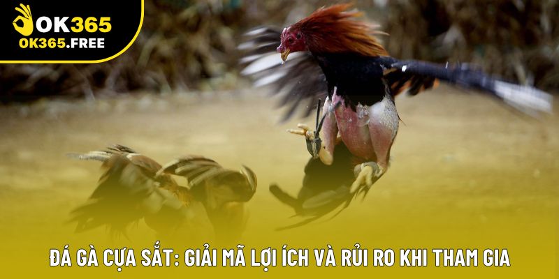 Đá Gà Cựa Sắt: Giải Mã Lợi Ích Và Rủi Ro Khi Tham Gia