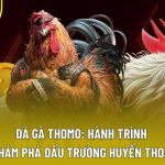 Đá Gà Thomo: Hành Trình Khám Phá Đấu Trường Huyền Thoại