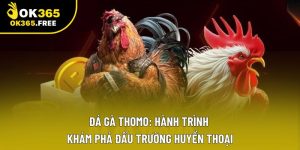 Đá Gà Thomo: Hành Trình Khám Phá Đấu Trường Huyền Thoại